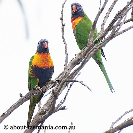 Rainbow Lorikeet, Trichoglossus haematodus, Tasmania