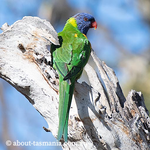 Rainbow Lorikeet, Trichoglossus haematodus, Tasmania