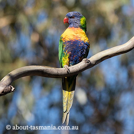 Rainbow Lorikeet, Trichoglossus haematodus, Tasmania