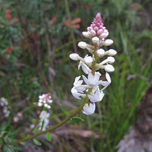 Stackhousia monogyna, Creamy Stackhousia, Tasmania