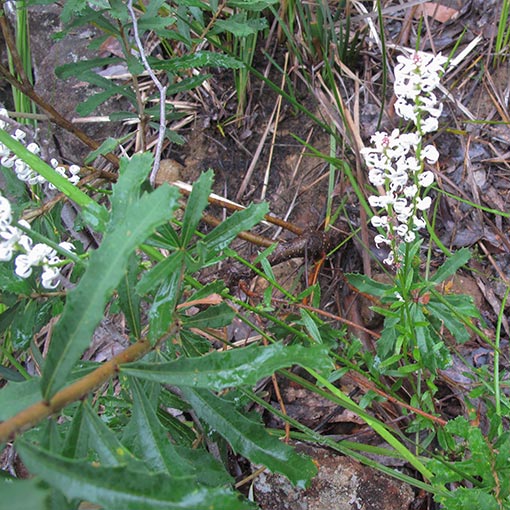 Stackhousia monogyna, Creamy Stackhousia, Tasmania