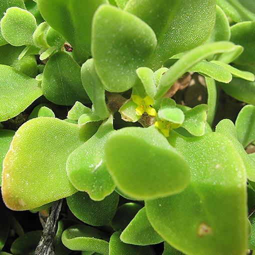 Tetragonia implexicoma, ice-plant, bower spinach, Tasmania