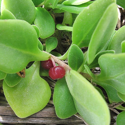 Tetragonia implexicoma, ice-plant, bower spinach, Tasmania