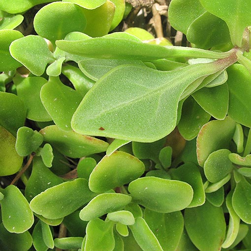 Tetragonia implexicoma, ice-plant, bower spinach, Tasmania