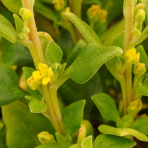 Tetragonia implexicoma, ice-plant, bower spinach, Tasmania