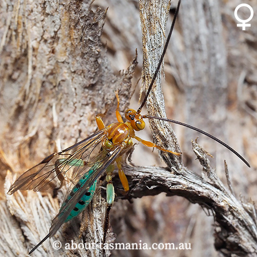 Theronia maculosa, Ichneumonidae, Tasmania