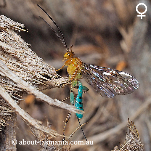 Theronia maculosa, Ichneumonidae, Tasmania