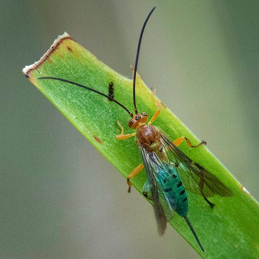 Theronia maculosa, Ichneumonidae, Tasmania