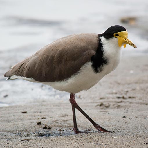 Vanellus miles, Masked Lapwing, Tasmania