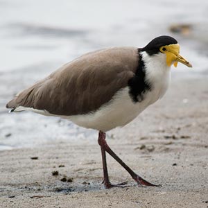 Masked Lapwing