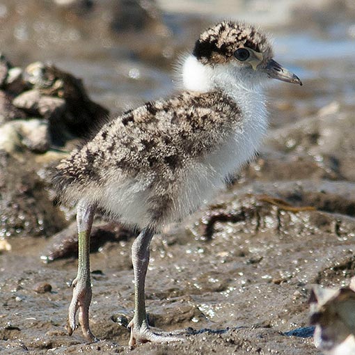Vanellus miles