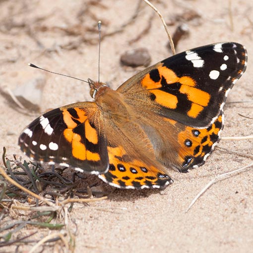 Vanessa kershawi, Australian Painted Lady, butterfly, Tasmania