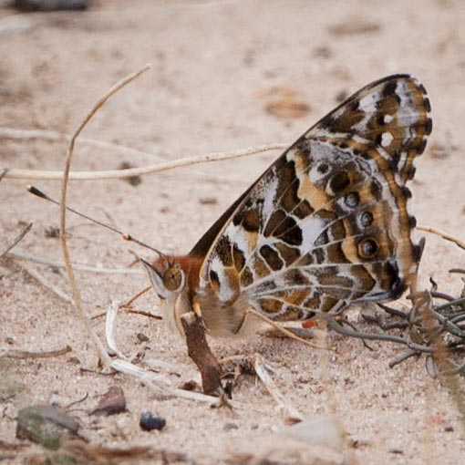 Vanessa kershawi, Australian Painted Lady, butterfly, Tasmania