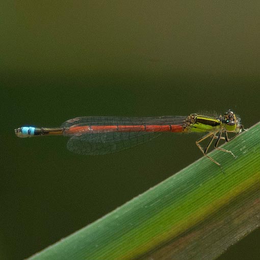 Ischnura aurora, damselfly, Tasmania