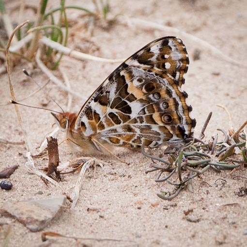 Vanessa kershawi, Australian Painted Lady, butterfly, Tasmania