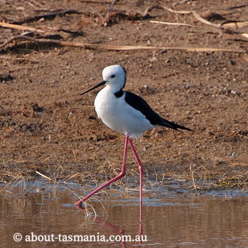 Black-winged Stilt, Himantopus himantopus, Tasmania