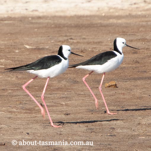 Black-winged Stilt, Himantopus himantopus, Tasmania