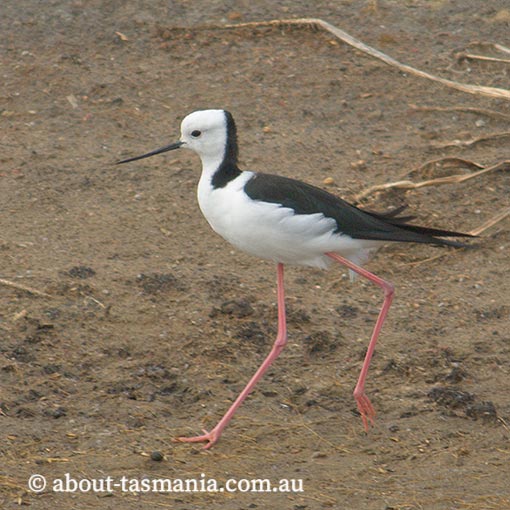 Black-winged Stilt, Himantopus himantopus, Tasmania