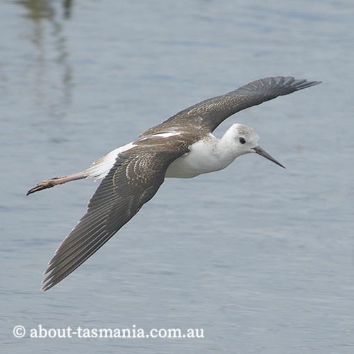 Black-winged Stilt, Himantopus himantopus, Tasmania