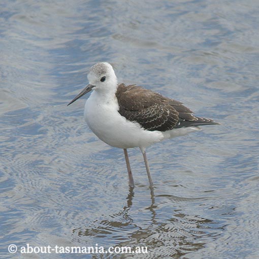 Black-winged Stilt, Himantopus himantopus, Tasmania