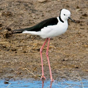 Black-winged Stilt