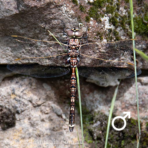 Blue-spotted Hawker, Dragonfly, Tasmania