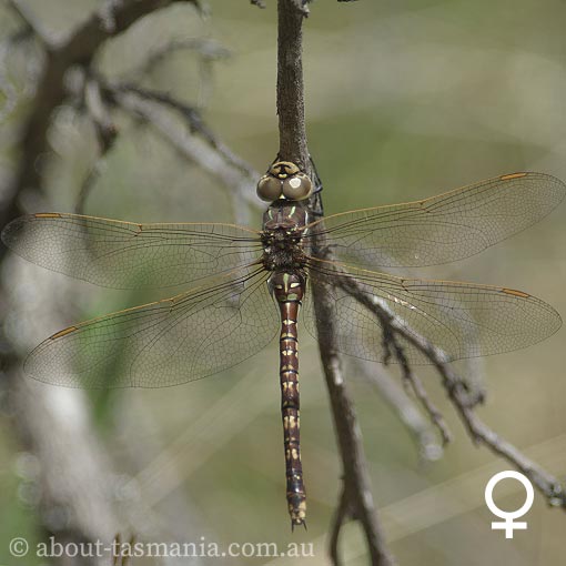 Blue-spotted Hawker, Dragonfly, Tasmania