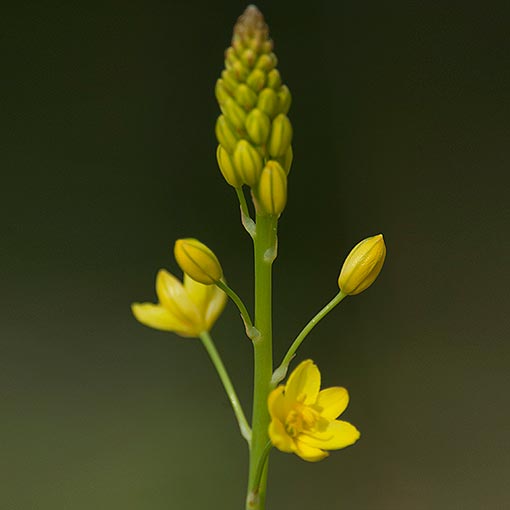 Bulbine bulbosa, bulbine lily, Tasmania