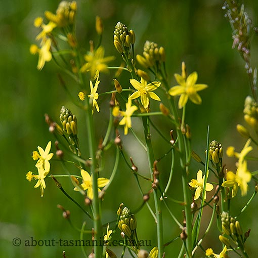 Bulbine bulbosa, bulbine lily, Tasmania