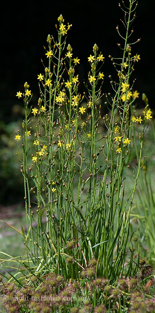 Bulbine bulbosa, bulbine lily, Tasmania