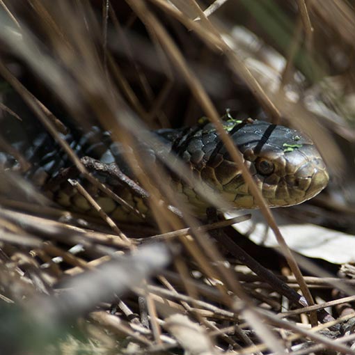 Lowland Copperhead, Austrelaps superbus, Tasmania