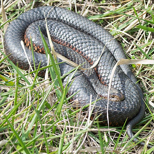 Lowland Copperhead | About Tasmania