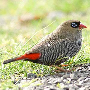 Beautiful Firetail