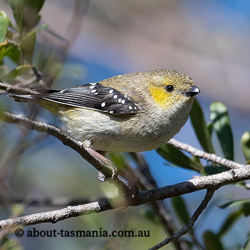 Forty-spotted pardalote, Pardalotus quadragintus, Tasmania