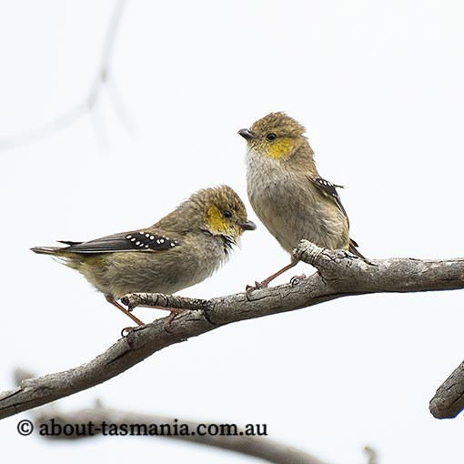 Forty-spotted pardalote, Pardalotus quadragintus, Tasmania
