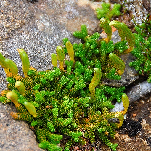 Lycopodium fastigiatum,<br />
Mountain Clubmoss, Tasmania