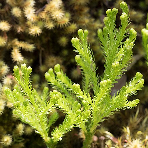 Lycopodium fastigiatum | About Tasmania