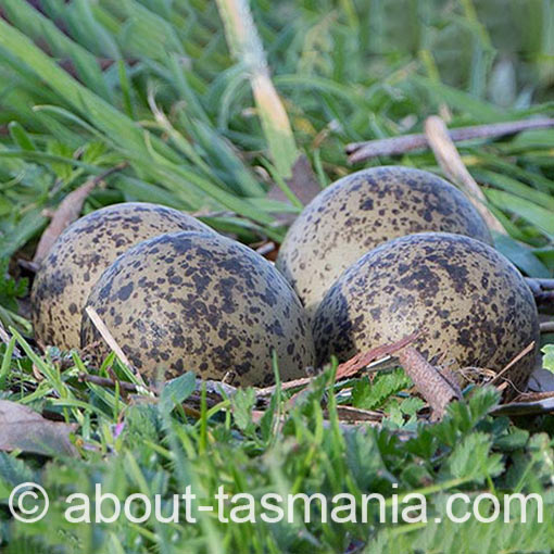 Vanellus miles, Masked Lapwing, Tasmania