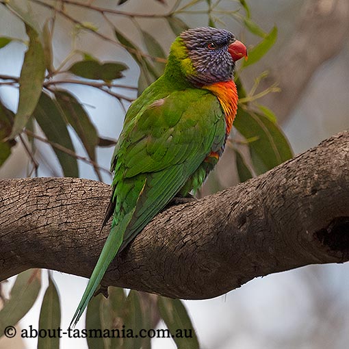 Rainbow Lorikeet | About Tasmania