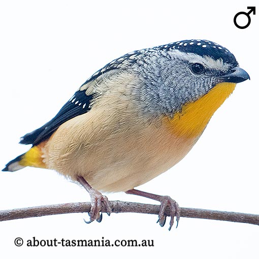 Spotted Pardalote, Pardalotus punctatus, Tasmania