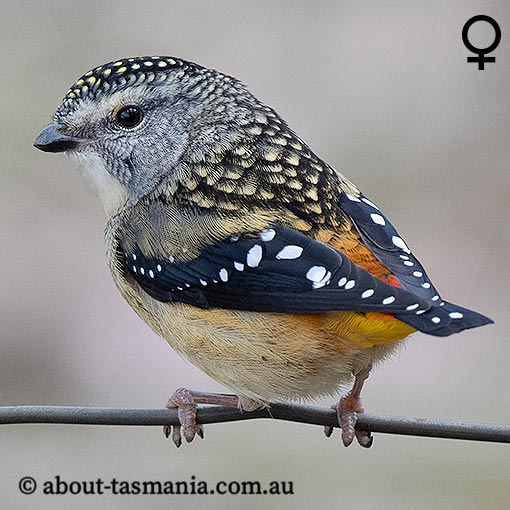 Spotted Pardalote, Pardalotus punctatus, Tasmania
