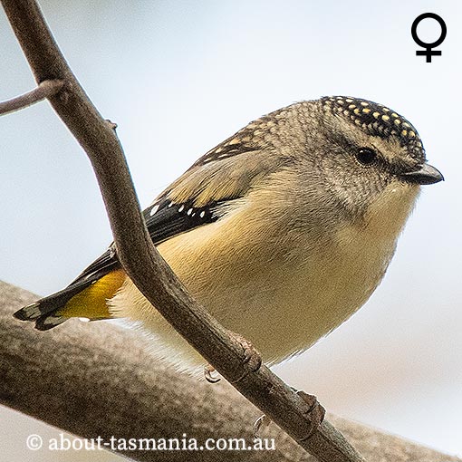 Spotted Pardalote, Pardalotus punctatus, Tasmania