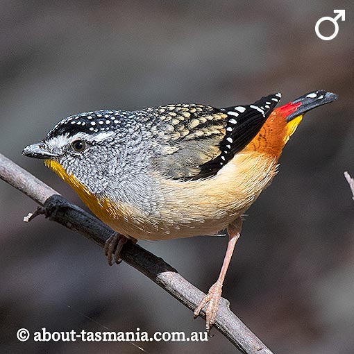 Spotted Pardalote, Pardalotus punctatus, Tasmania