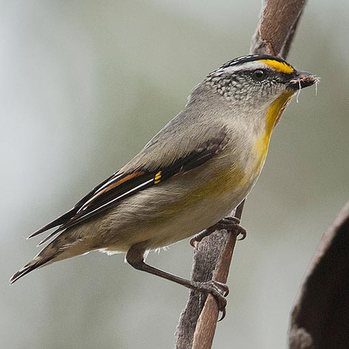 Pardalotus striatus