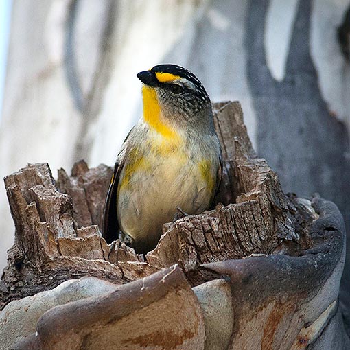 Striated Pardalote, Pardalotus striatus, Tasmania