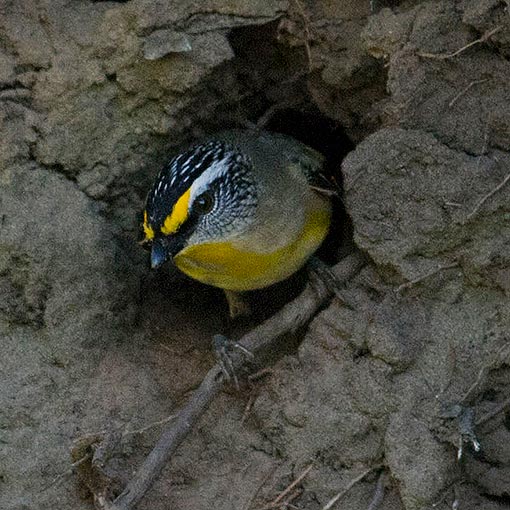 Pardalotus striatus