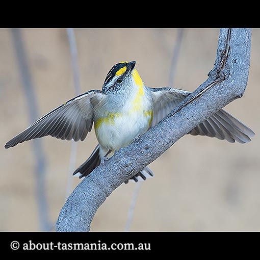 Striated Pardalote, Pardalotus striatus, Tasmania