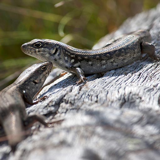 White’s Skink, Liopholis whitii, Tasmania