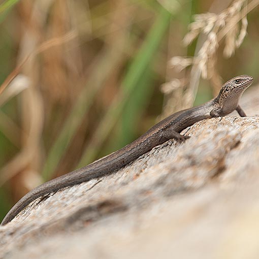 White’s Skink, Liopholis whitii, Tasmania