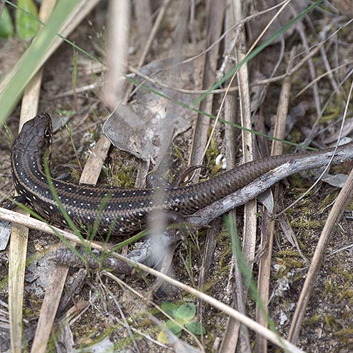 White’s Skink, Liopholis whitii, Tasmania